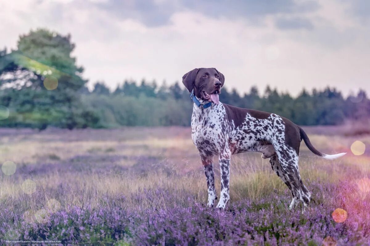 Порода собак курцхаар фото Немецкий короткошерстный пойнтер German shorthaired pointer dog, Pointer puppies