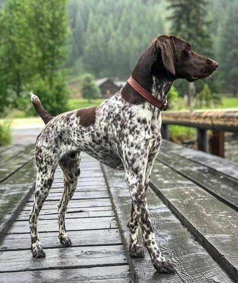 Порода собак курцхаар фото Beautiful German Shorthaired Pointer Dog Breeds