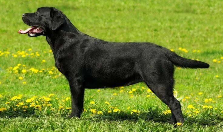 Порода собак лабрадор фото English Lab - Your Guide To The English Labrador Retriever English labrador, Lab