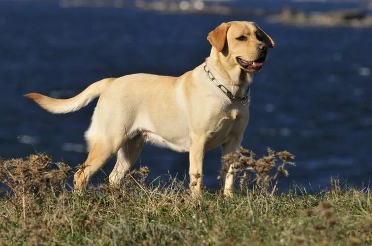 Порода собак лабрадор фото цена 8 Surprising Facts About Labrador Retrievers Chien