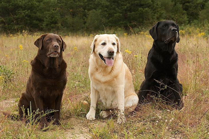 Порода собак лабрадор фото цена Labrador Retriever Dog Breed Information Labrador retriever dog, Labrador dog, T