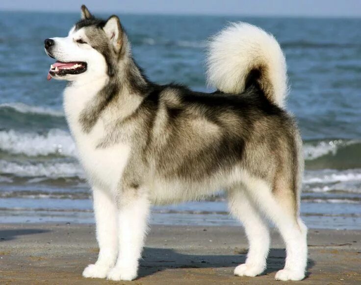 Порода собак лайка фото Alaskan Malamute(Centro Selezione del Biagio) Husky siberia, Nòi giống chó, Ngườ