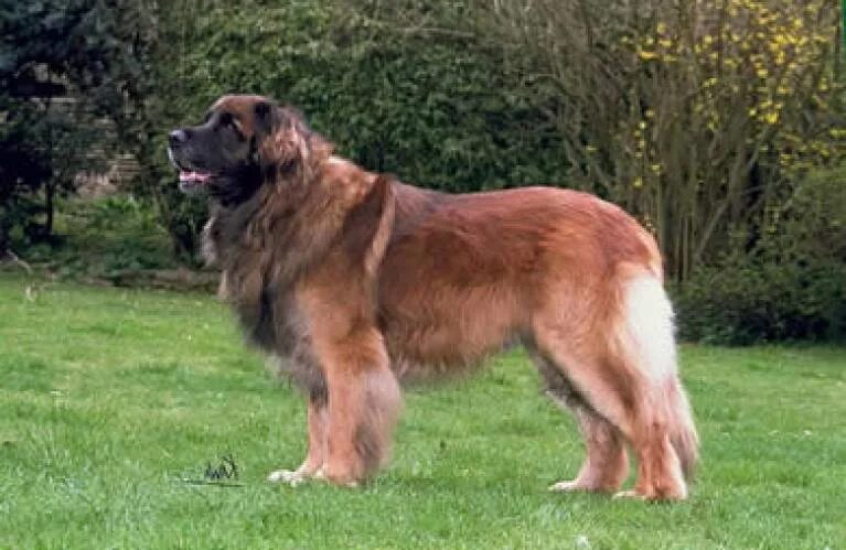 Порода собак леонбергер фото Mach das Leben Hausieren Baum deutscher club für leonberger hunde Untertasse B.C