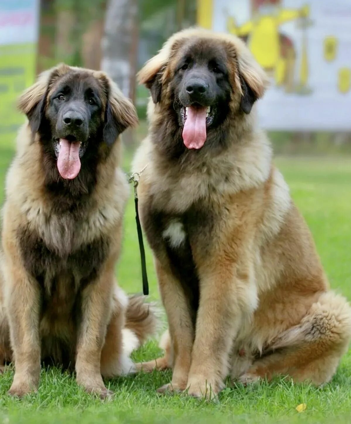 Порода собак леонбергер фото цена Pin by Sheryll Reichelt on Leonbergers Leonberger dog, Leonberger, Best dogs