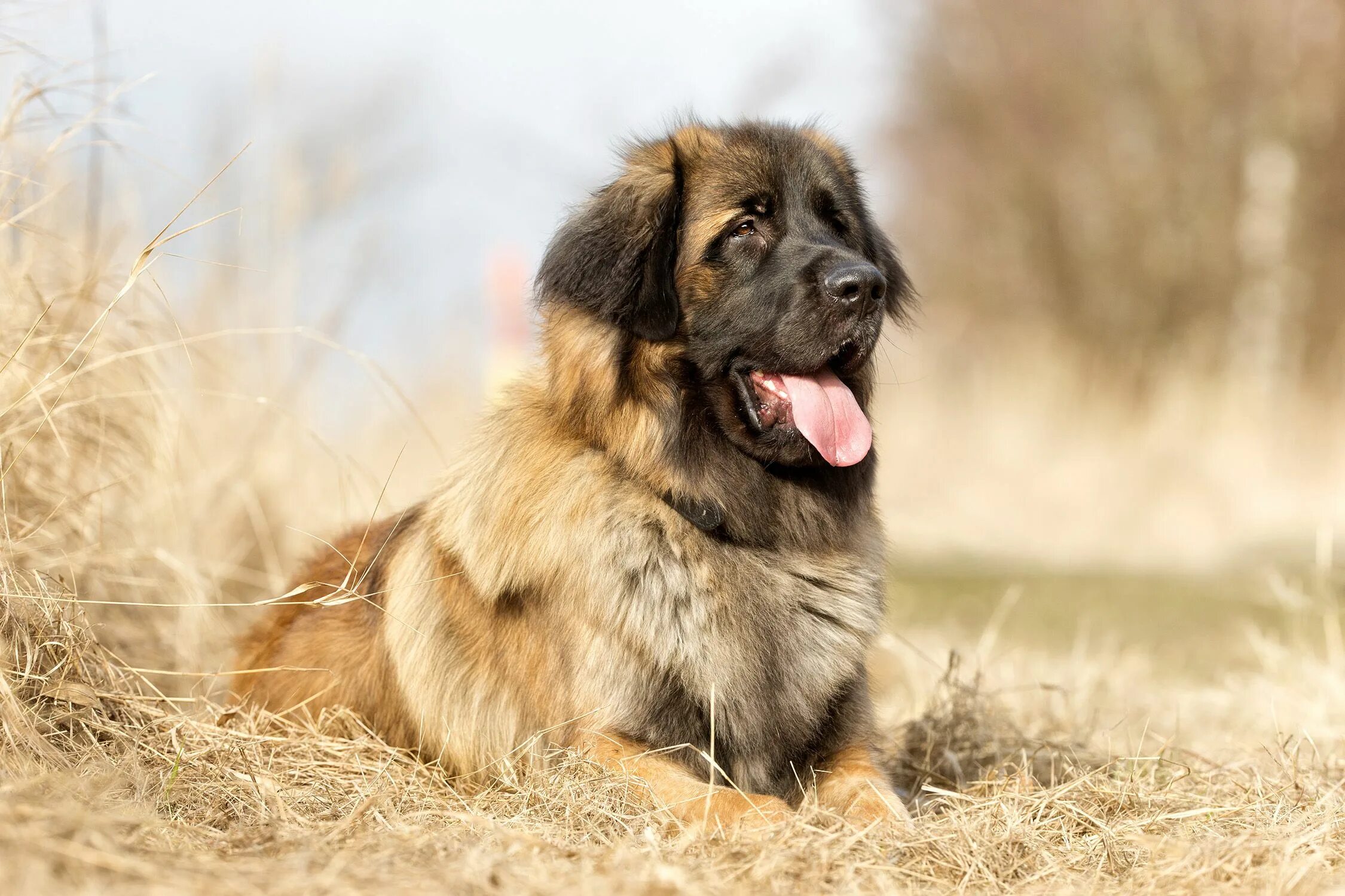 Порода собак леонбергер фото цена 10 Overlooked Dog Breeds That Make for Great Family Pets Leonberger dog, Unique 