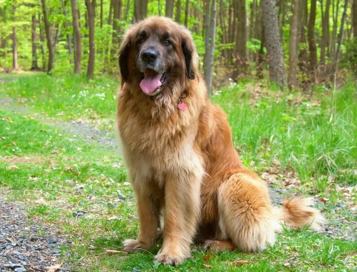 Порода собак леонбергер фото цена Le leonberg,une force de la nature Leonberger dog, Large dog breeds, Dog breeds