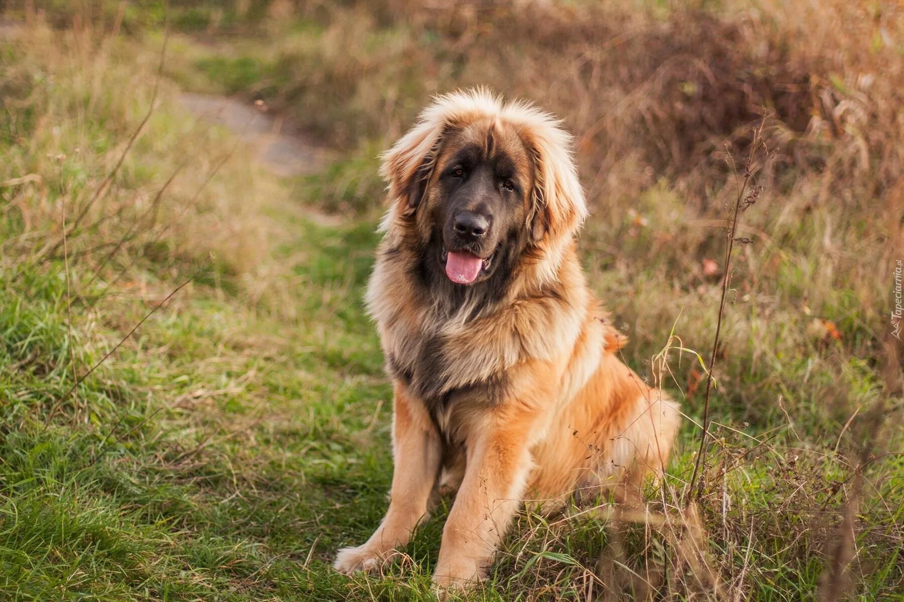 Порода собак леонбергер фото цена описание Social Trends : pies-drzewa-leonberger-ciolka.php