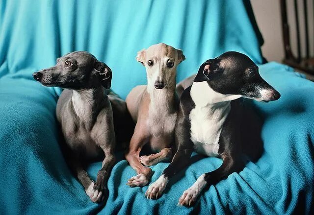 Порода собак левретка фото the three amigos Greyhound dog breed, Italian greyhound dog, Greyhound puppy