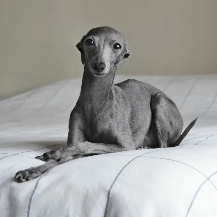 Порода собак левретка фото Elegance never goes out of style Italian greyhound dog, Italian greyhound, Dog e