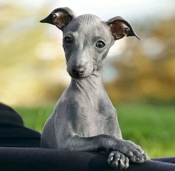 Порода собак левретка фото Pin on Puppies and Dogs Beautiful dogs, Italian greyhound, Puppies