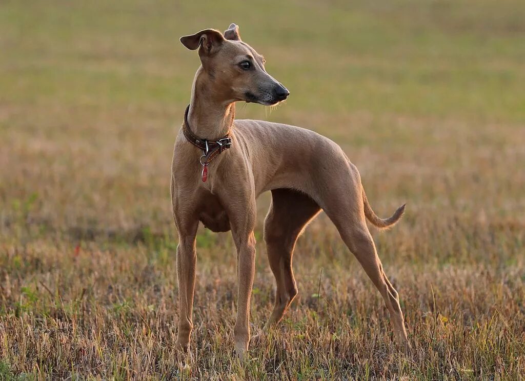 Порода собак левретка фото Italian Greyhound - The Breed Archive