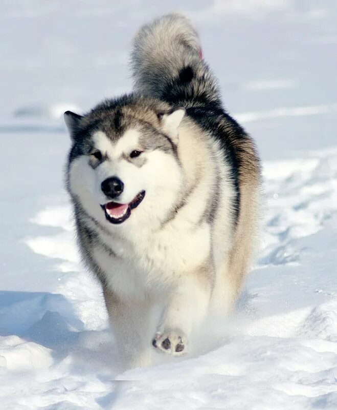 Порода собак маламут фото malamute in snow...please dont be this big little man!! Щенки маламута, Породы с