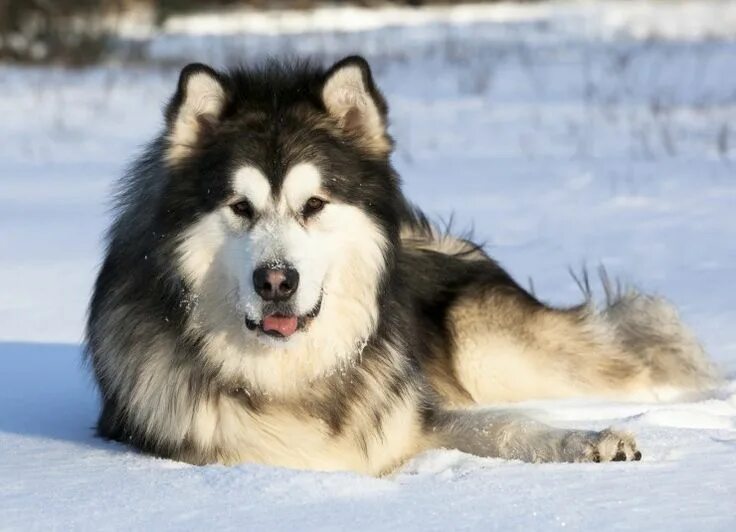 Порода собак маламут фото Training the Alaskan malamute successfully Pets4Homes Malamute puppies, Alaskan 