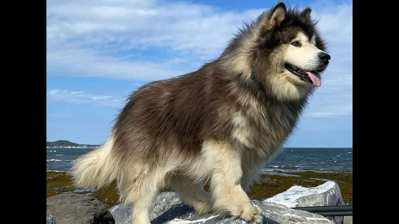 Порода собак маламут фото цена Каталог пород собак.Аляскинский маламут.(Malamute). - YouTube