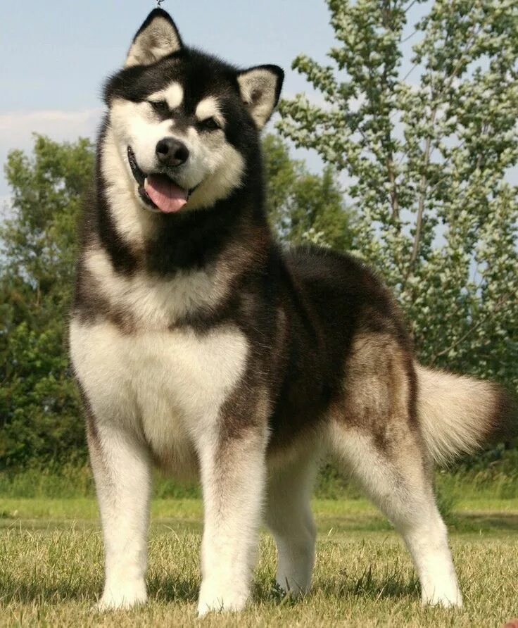 Порода собак маламут фото цена Alaskan Malamute ♡ Щенки маламута, Аляскинский маламут, Доберман щенки