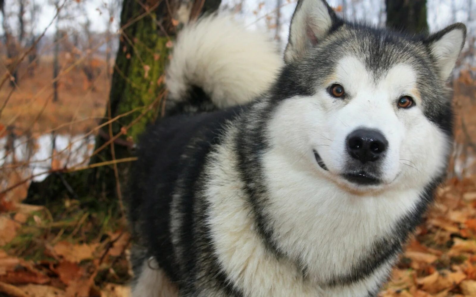 Порода собак маламут фото цена Wallpaper : Siberian Husky, Alaska Malamute, anak anjing, binatang menyusui, 168