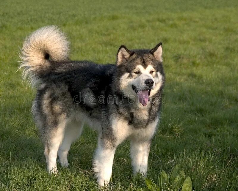 Порода собак маламут фото цена Alaskan Malamute Dog. Standing , #AFF, #Malamute, #Alaskan, #Standing, #Dog #ad 