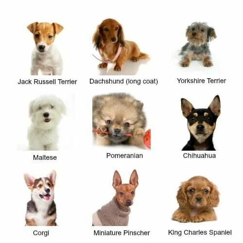 Порода собак маленьких размеров фото и названия Types Of Small Dogs Dog breeds list, Cute dogs breeds, Dog breeds chart