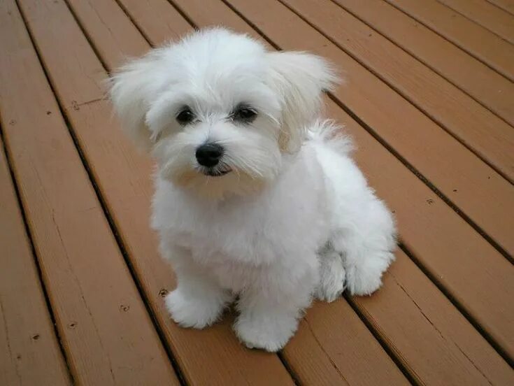 Порода собак мальтезе фото Chiot Bichon Maltais A Vendre Pas Cher Chiot bichon maltais, Bichon maltais, Chi