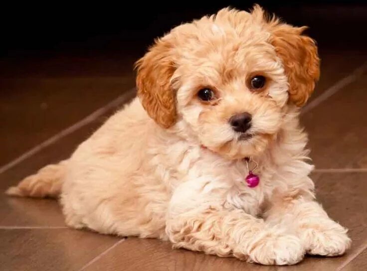 Порода собак мальтипу фото Maltipoo Breed 101 - Chelsea Dogs Blog Maltipoo puppy, Maltipoo puppies for sale