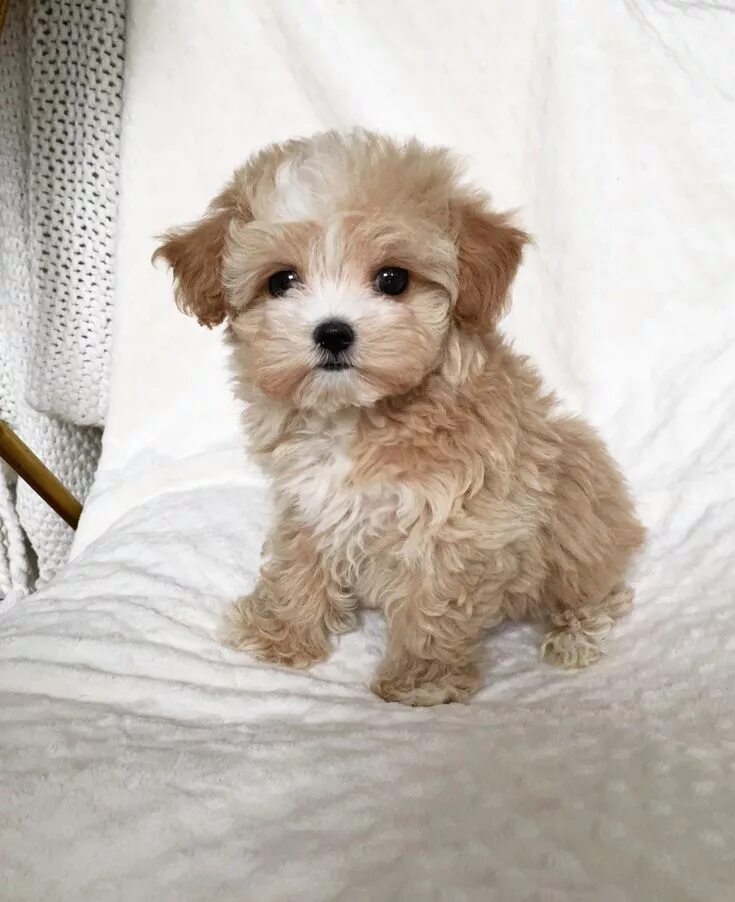 Порода собак мальтипу фото и цена Cute baby dogs, Maltipoo puppy, Cute small dogs