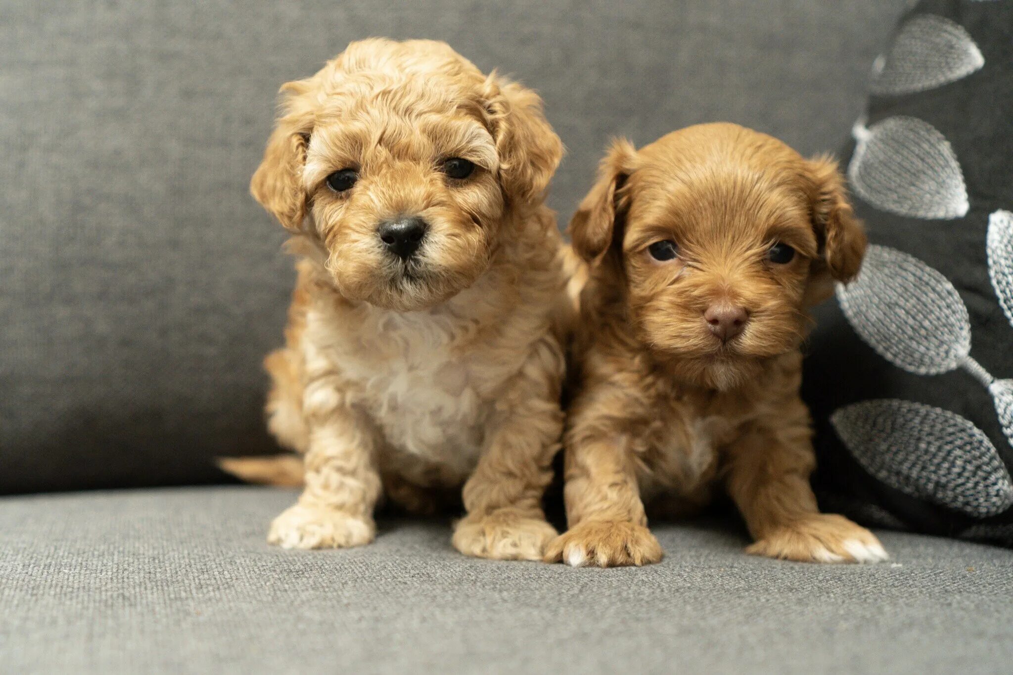 Порода собак мальтипу фото цена спб питомник local maltipoo breeders Online Shopping