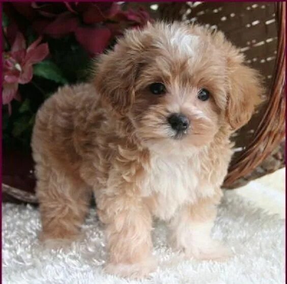 Порода собак мальтипу щенки фото Maltipoo Puppy 4 Sale Maltepoo Maltese Poodle Puppies Iowa Maltipoo puppy, Malte