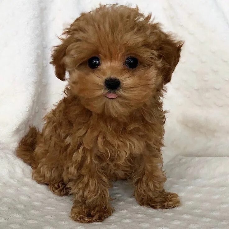 Порода собак мальтипу щенки фото Velvet Dynasty on Instagram: "@isabella #velvetdynasty" Cute baby animals, Malti