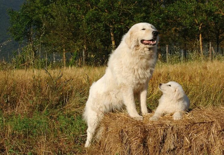 Порода собак маремма абруццкая овчарка фото Top 10 Farm Dog Breeds - PetGuide Farm dogs breeds, Livestock guardian dog, Guar