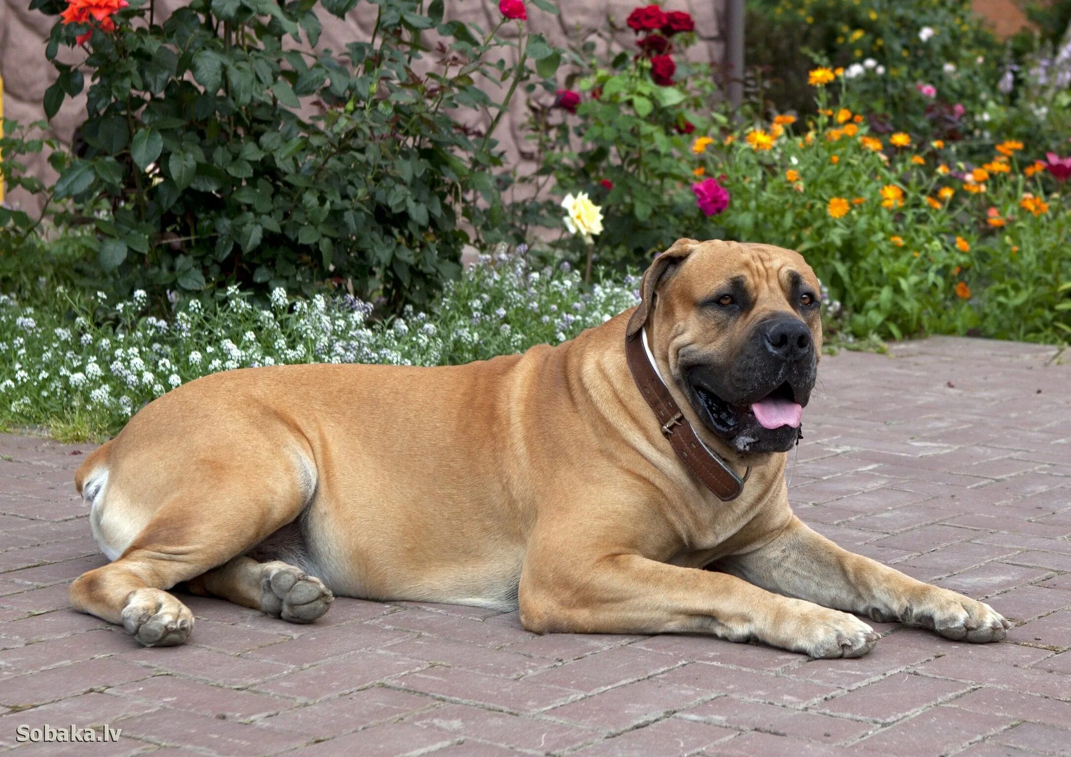 Порода собак молоссы фото South african mastiff, Boerboel, Mastiffs