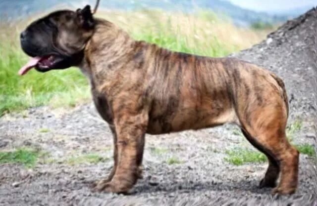 Порода собак молоссы фото Mollosso Presa Mayo Unusual dog breeds, Really big dogs, Beautiful dogs