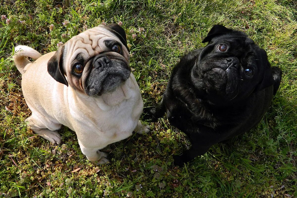 Порода собак мопс фото File:Fawn-pug-and-black-pug.jpg - Wikimedia Commons