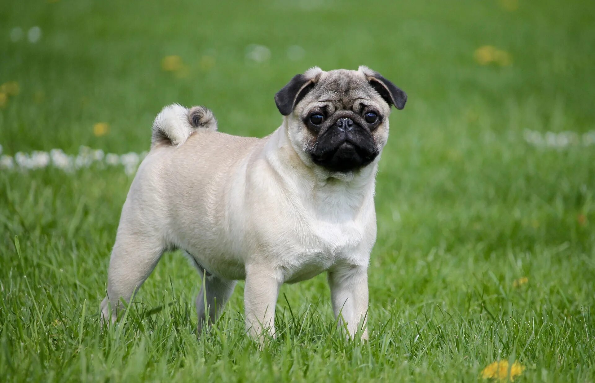 Порода собак мопс фото Pug - Dog Breed Guide - Vet Help Direct