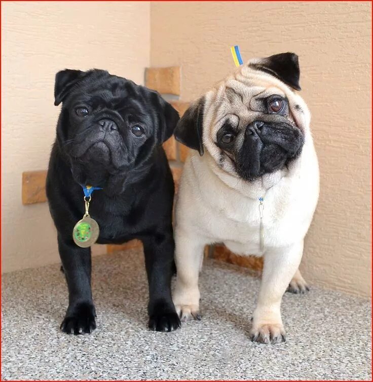 Pin on Pugs & Carlin & Doguillo