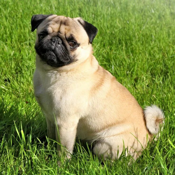 Порода собак мопс фото Pin on Chó Pug mặt xệ Pug dog, Dogs, Pugs