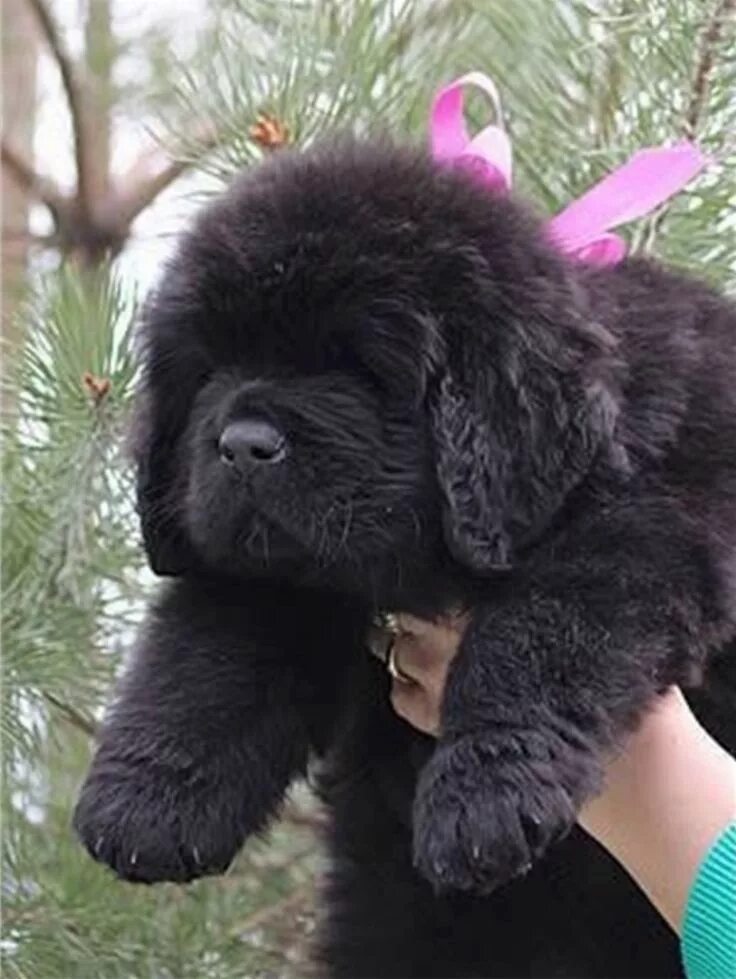 Порода собак ньюфаундленд фото цена щенки Pin by Liisa Vartiainen on Dogs Cute dogs, Newfoundland puppies, Newfoundland do