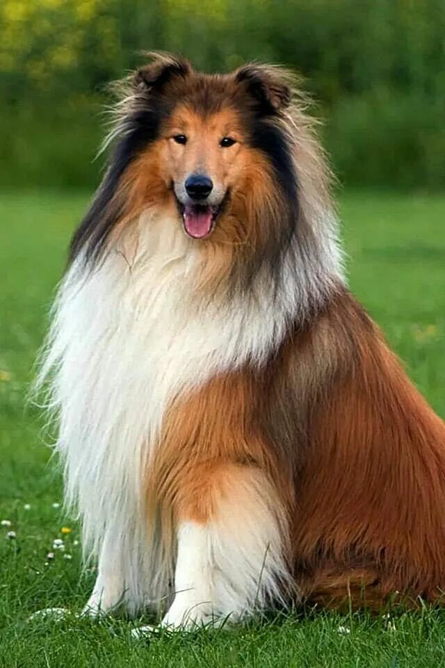 Порода собак омске фото Pin by Marsha Humphreys-badgett on a few of my favorite things Rough collie, Dog