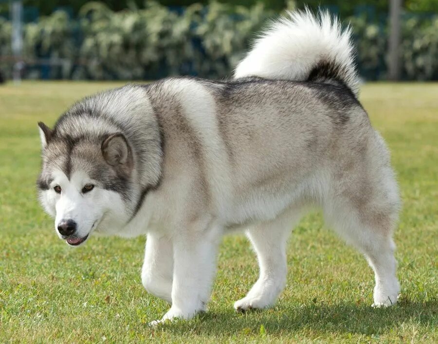 Порода собак омске фото Alaskan Malamute Malamute dog, Alaskan malamute, Alaskan dog