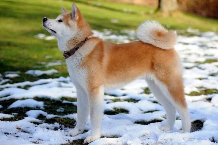 Порода собак омске фото Shiba Inu Vs Akita Inu : Quelles différences ? Chien akita, Chien akita inu, Rac