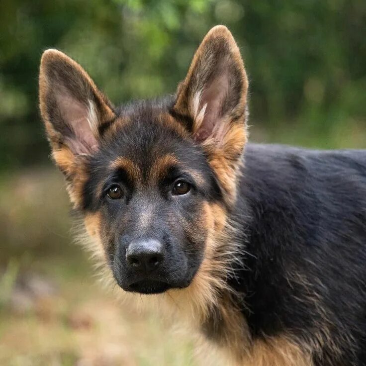 Порода собак овчарка фото Enzo ❤ #germanshepherds (With images) German shepherd, Dogs, German shepherd dog