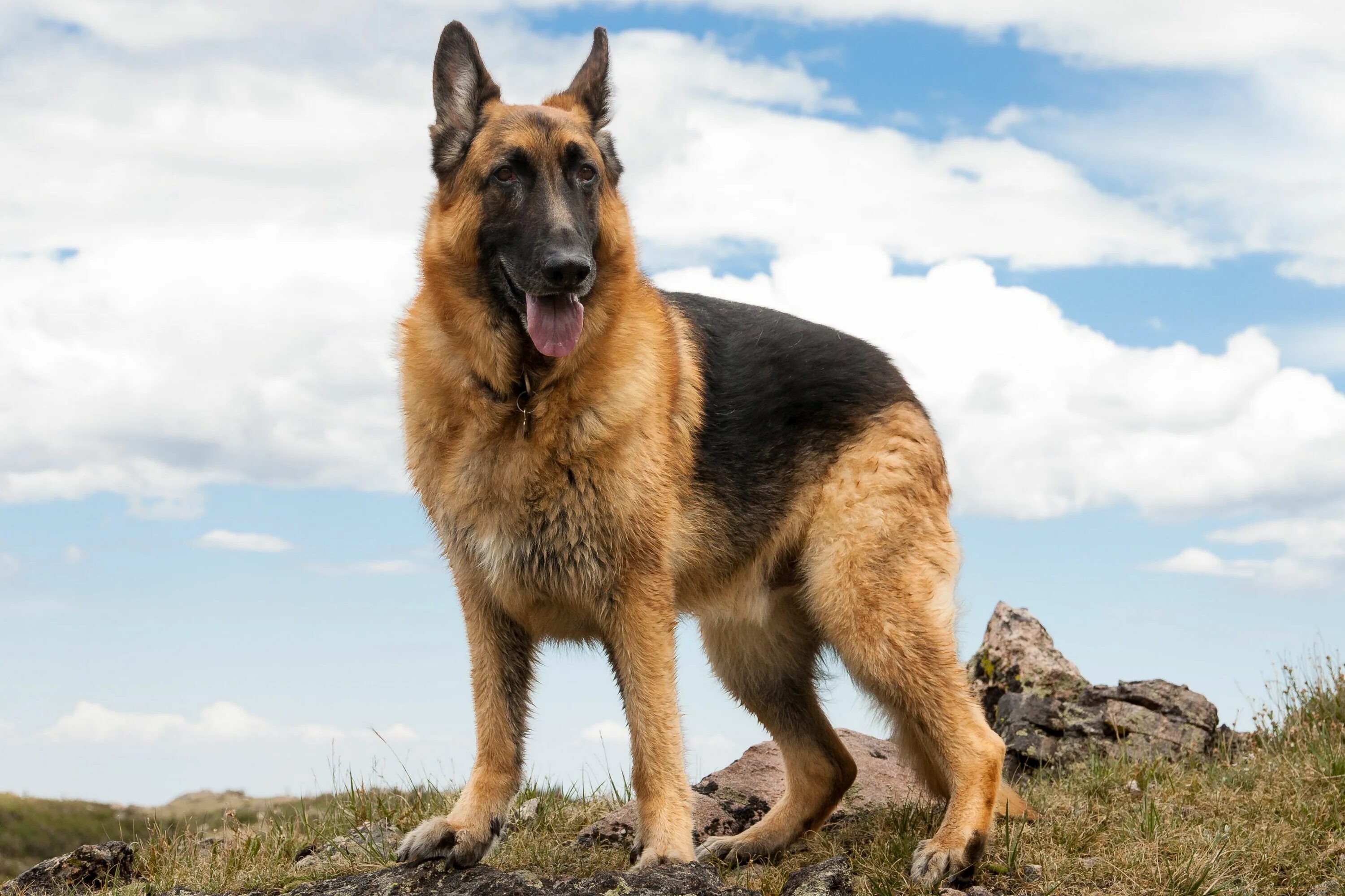 Порода собак овчарка фото цена 21 Best Guard Dog Breeds for Protection Perros pastor alemán, Perro doméstico, P