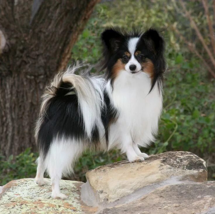 Порода собак папильон фото pappion - this breed is the "longest lived" of all breeds... and they are very s