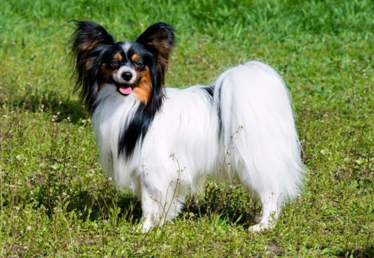 Порода собак папильон фото цена Download Smiling Papillon Dog On Grass Picture Wallpapers.com