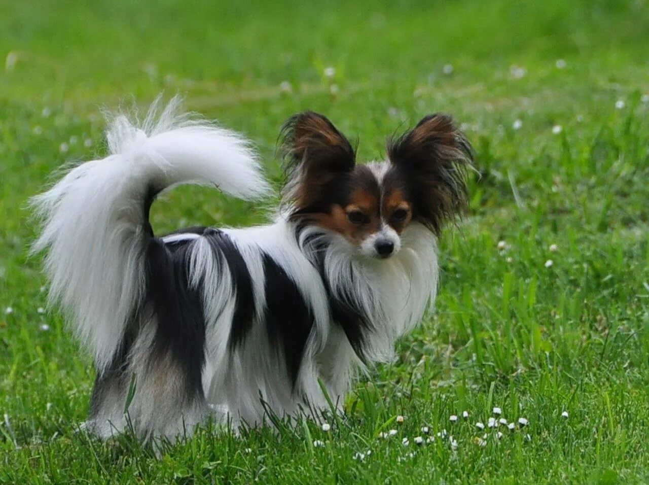 Порода собак папильон фото цена Road's End -Papillons - Phalenes: Available Papillon dog, Papillon puppy, Papill