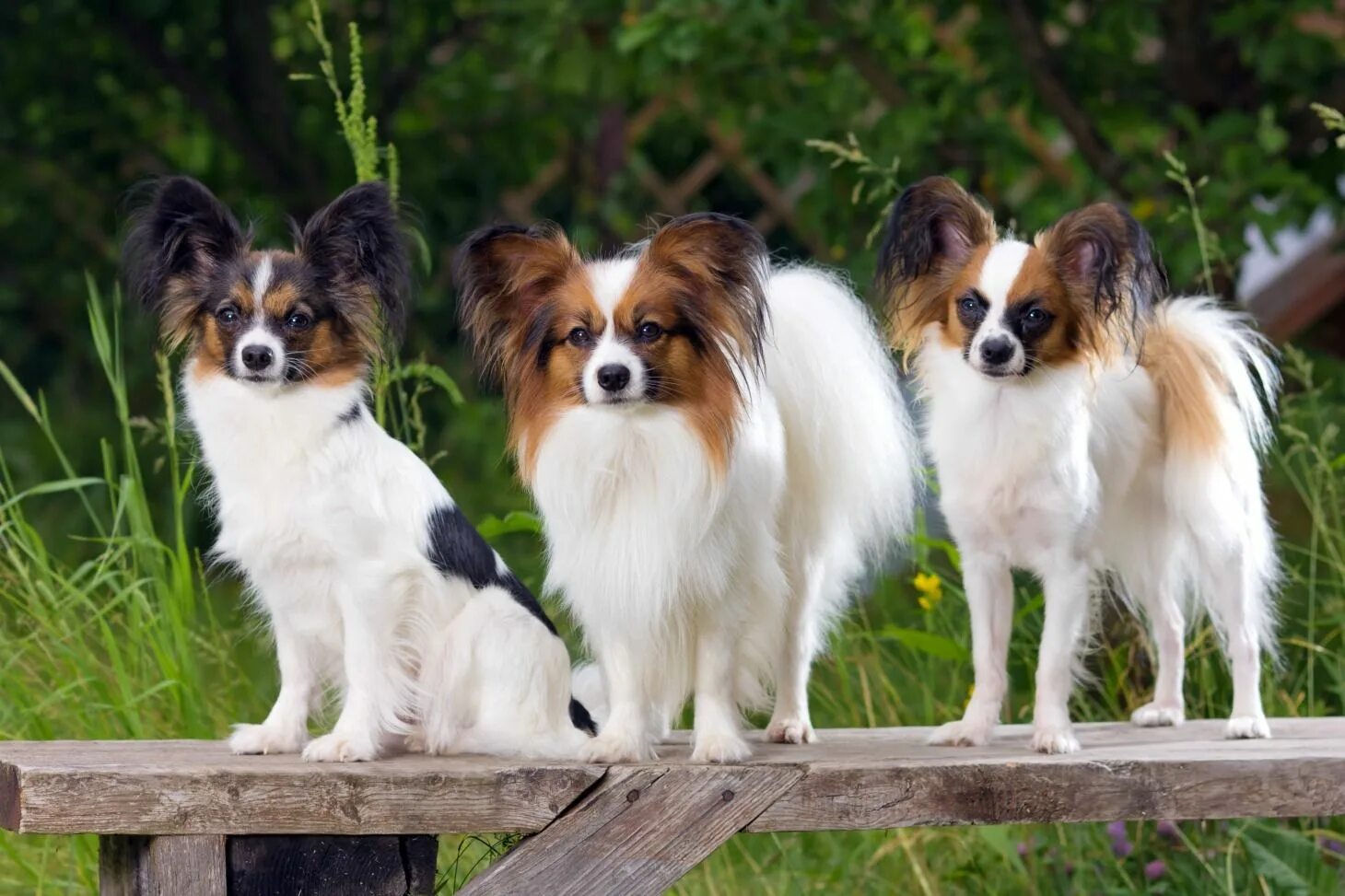 Порода собак папильон фото цена Feeding Your Papillon Dog - Diet & Nutritional Needs Papillon dog, Dogs, Dog bre