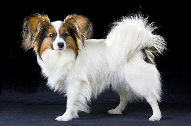 Порода собак папильон фото цена Papillon Dog breeds, Papillon dog, Every dog breed