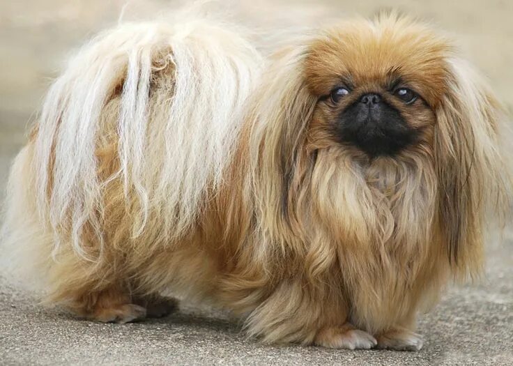 Порода собак пекинес фото These small dogs are so cute you won't know what to do with yourself Pekingese d