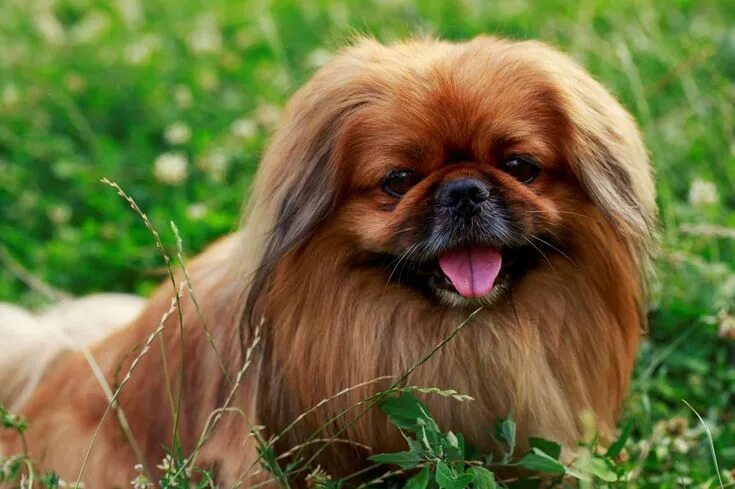 Порода собак пекинес фото Épinglé par Bob Reddington sur Pekingese Chiens pékinois, Races de chiens, Races