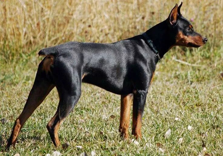 Порода собак пинчер фото 10 Things the German Pinscher Wants You to Know - American Kennel Club German pi