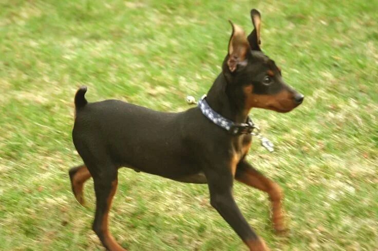 Порода собак пинчер фото Pin by Emma L. Mayes on Miniature Pinscher Miniature pinscher, Pinscher, Doberma